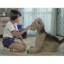 坂上忍 昭和の名作ライブラリー　第20集　ふしぎ犬トントン　HDリマスター　DVD-BOX